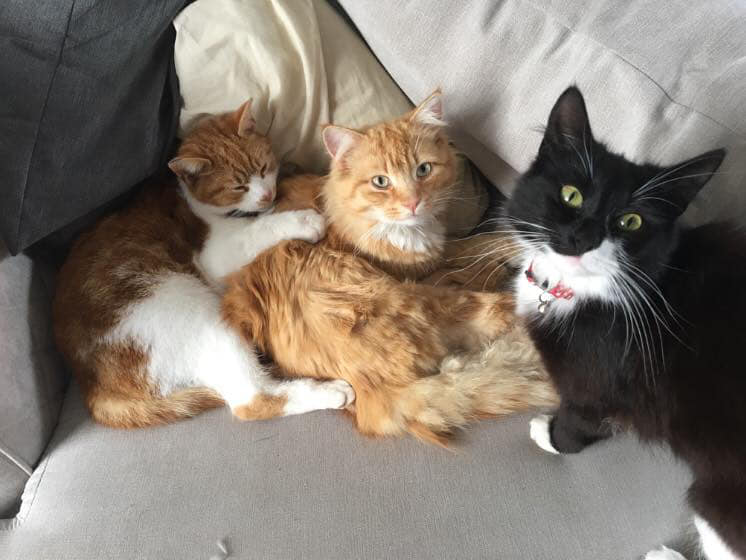 MaddOx_FS's actual cats, Freddie, Max and Cassie
