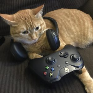 Cat with a headset around it's head in front of a game controller