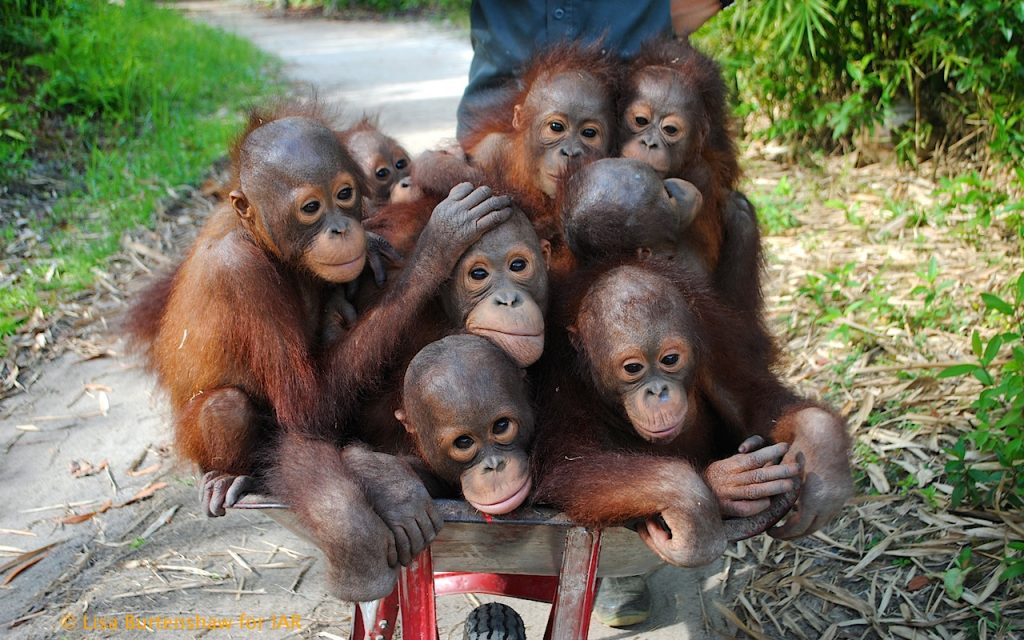 International Animal Rescue baby school of Orangutans