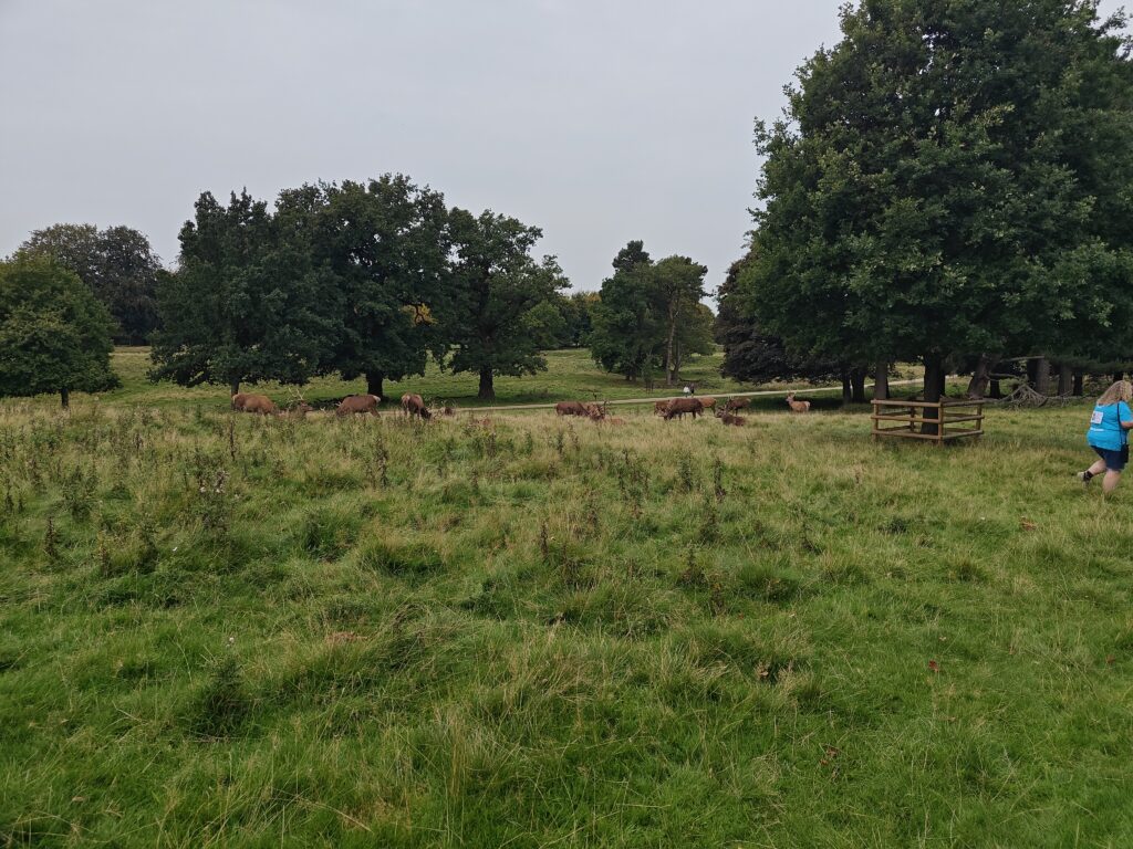 Walk through Tatton Park and spotting Deer on the grounds